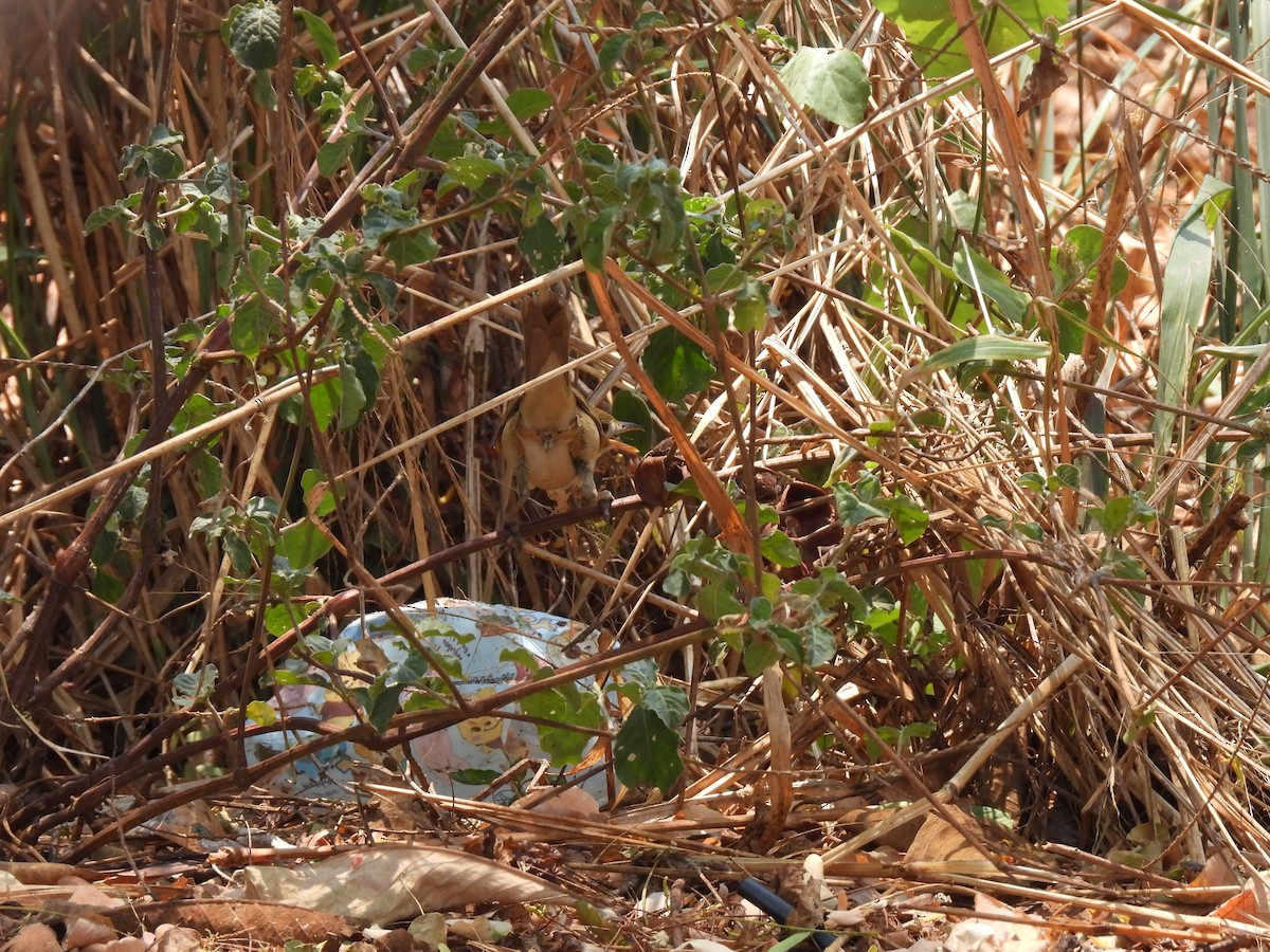 Thick-billed Warbler - Paphawadee Duangta