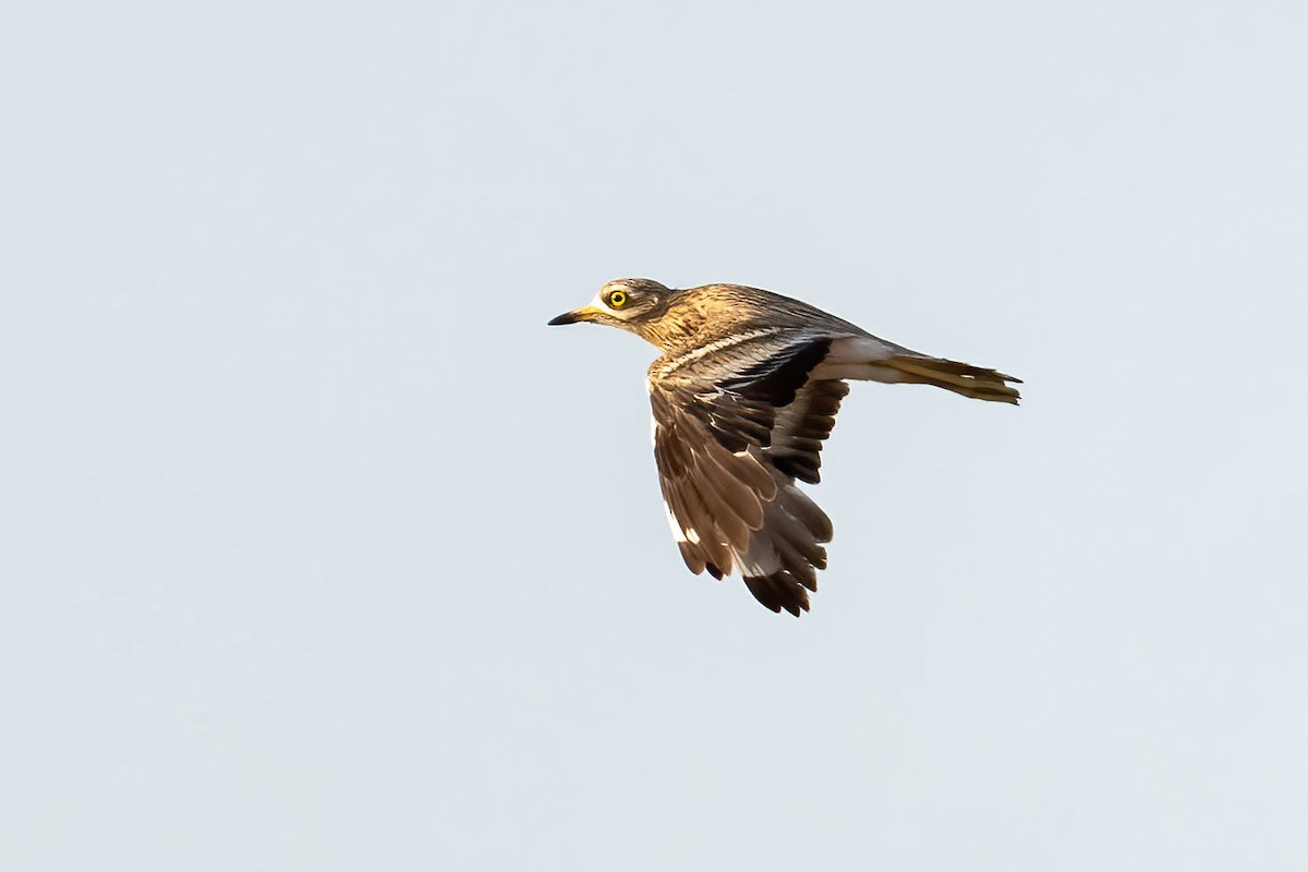 Eurasian Thick-knee - ML618198494