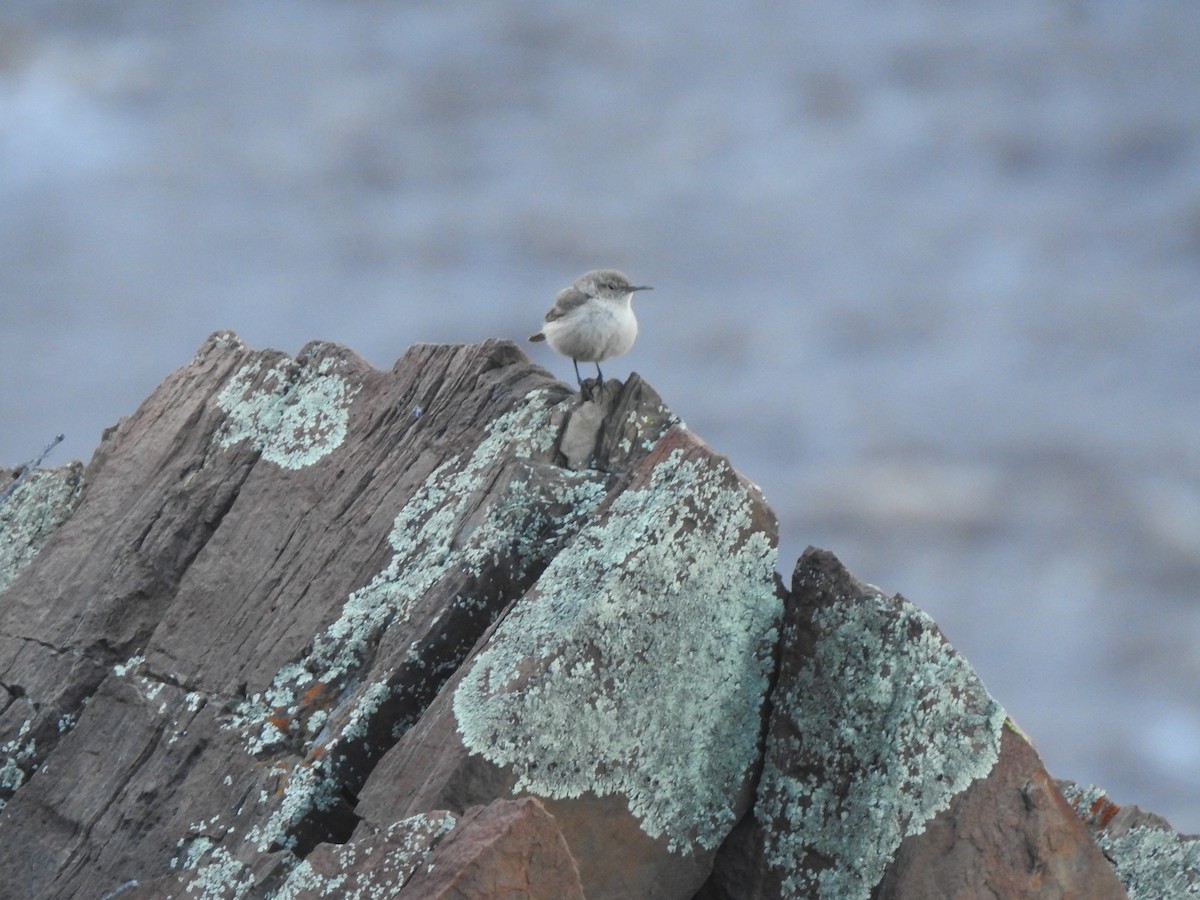 Rock Wren - ML618198498