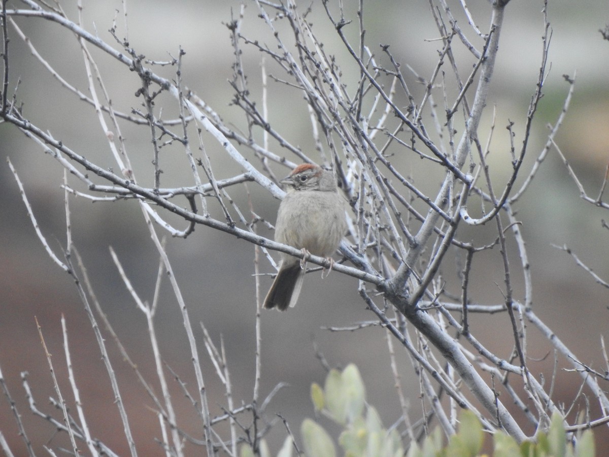 Rufous-crowned Sparrow - ML618198499