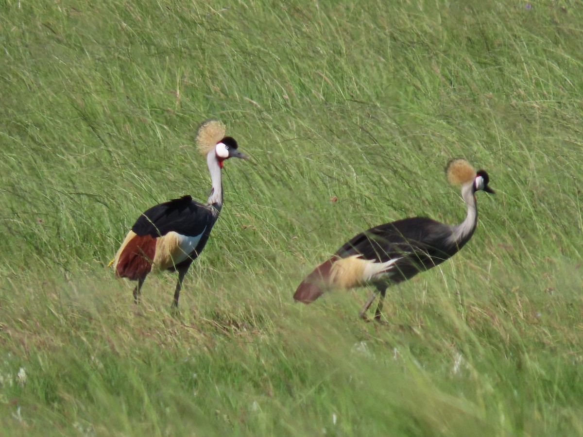 Gray Crowned-Crane - ML618198510