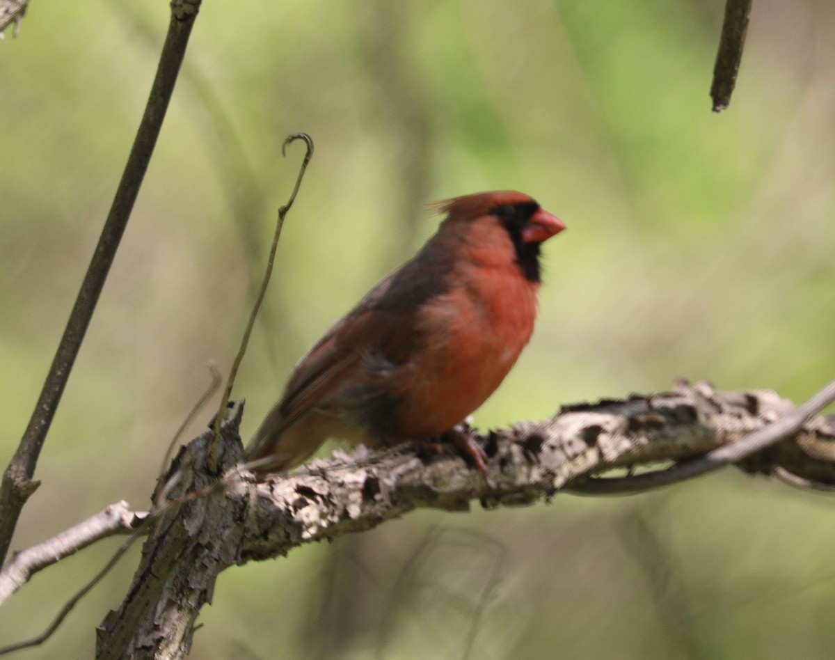 Northern Cardinal - ML618198546