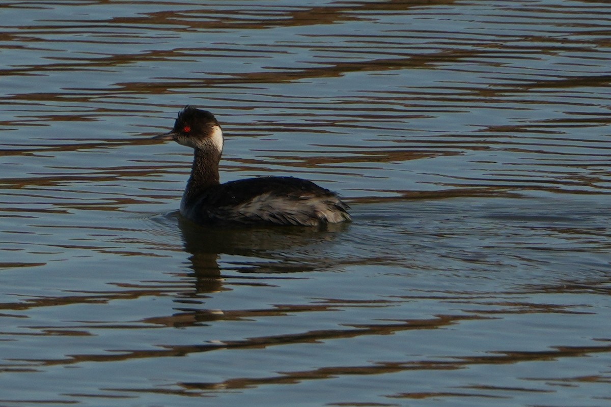 Eared Grebe - Erich N