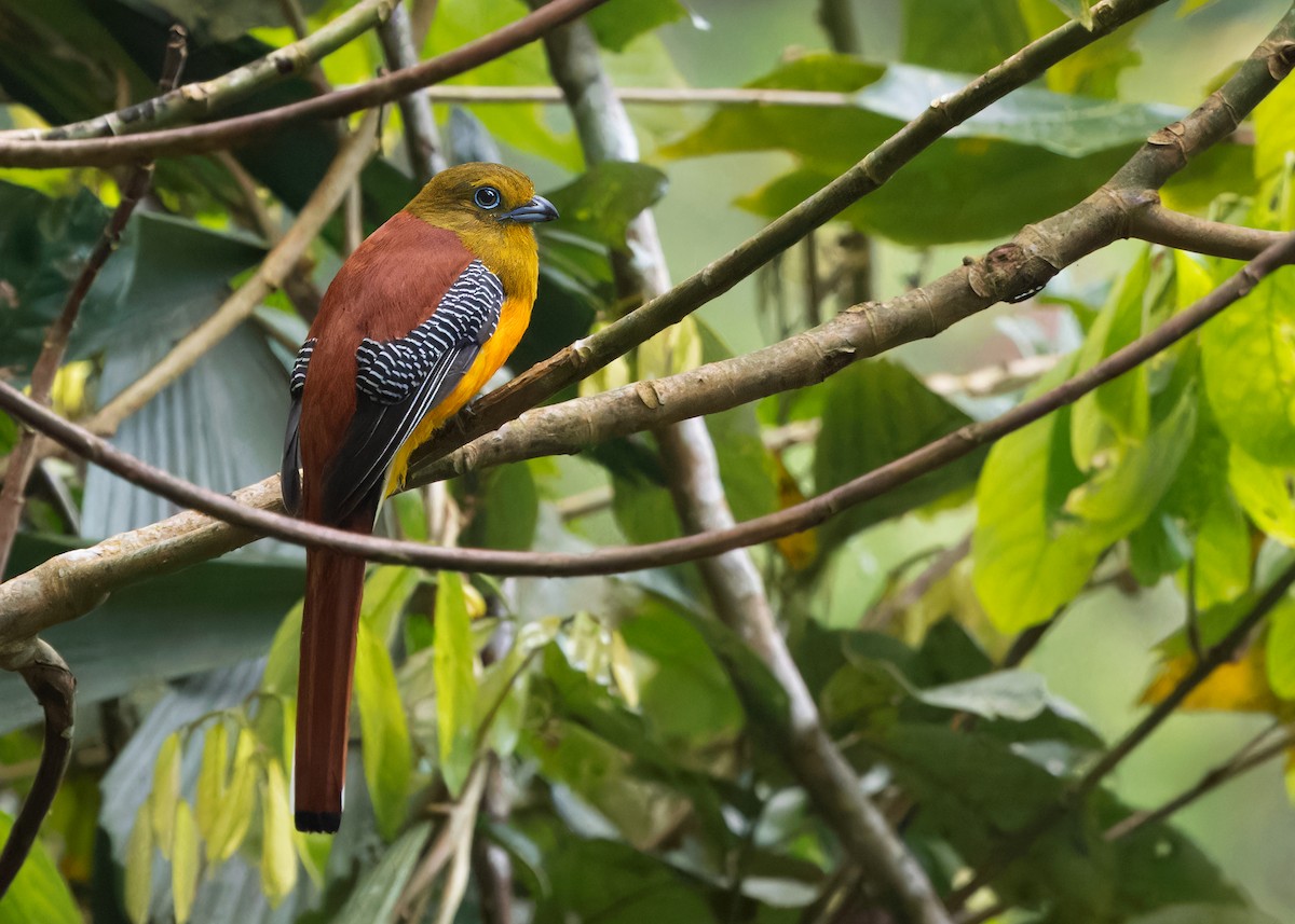 Turuncu Göğüslü Trogon [dulitensis grubu] - ML618198550