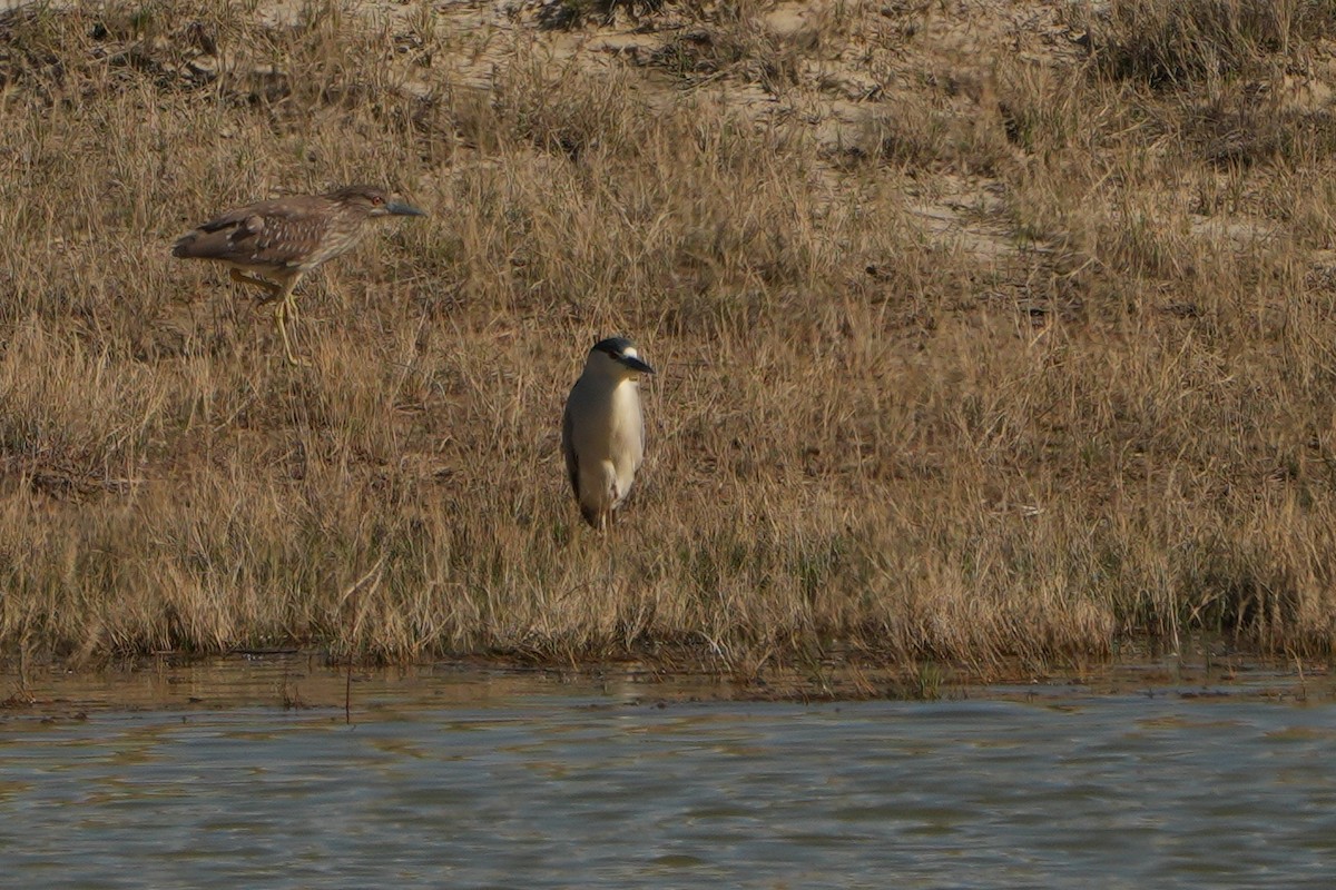 Black-crowned Night Heron - Erich N