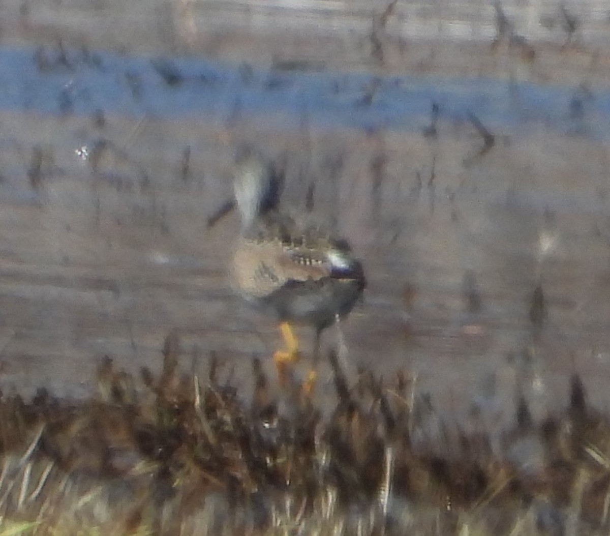 Greater Yellowlegs - ML618198561