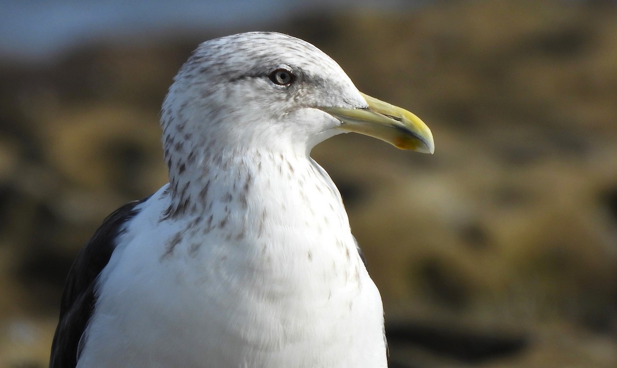 Kelp Gull - ML618198565