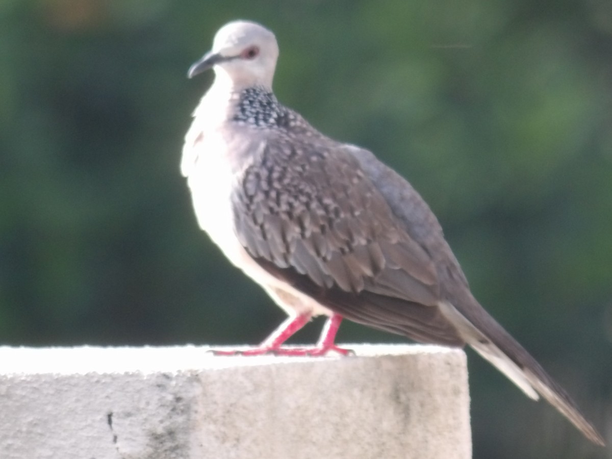 Spotted Dove - Sri Srikumar