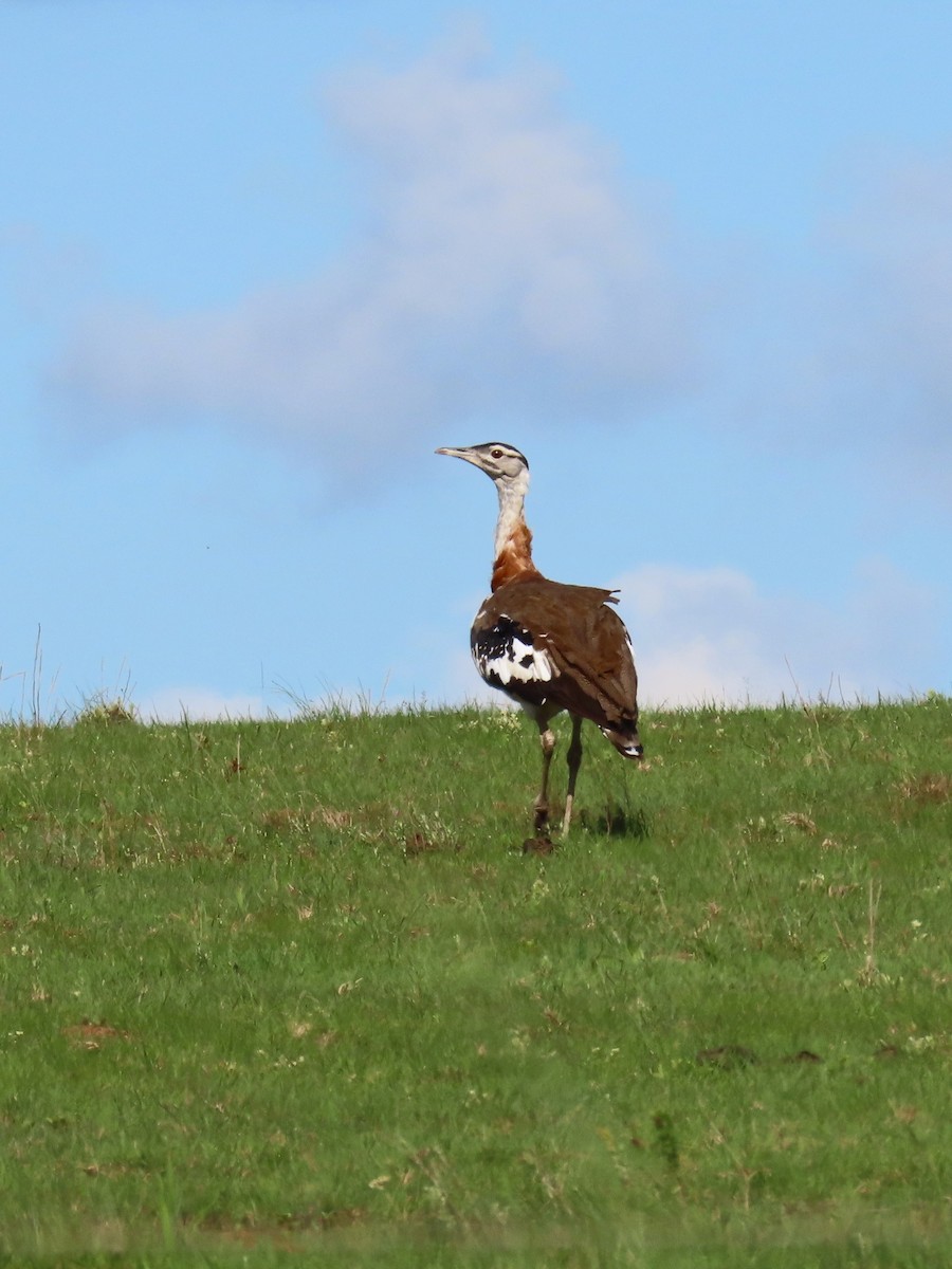 Denham's Bustard - ML618198589