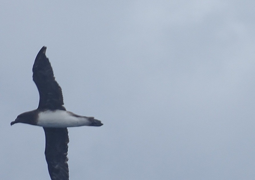 Tahiti Petrel - Diego Ramírez