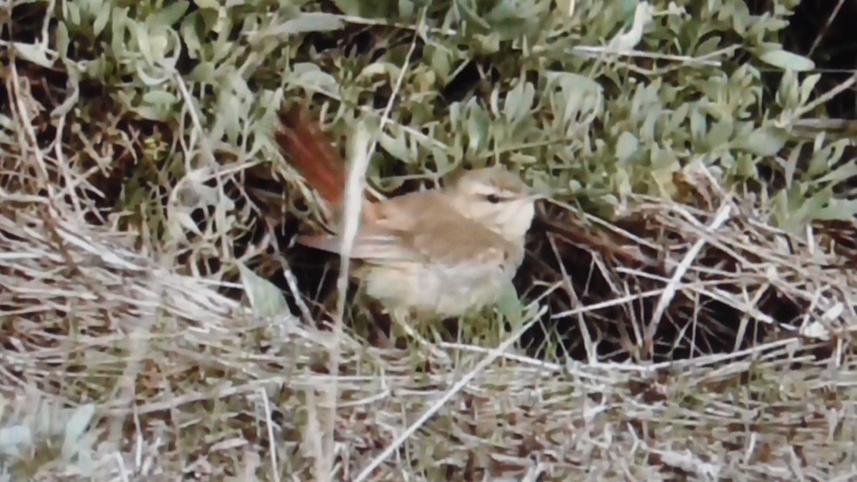 Rufous-tailed Scrub-Robin - Christopher Bourne