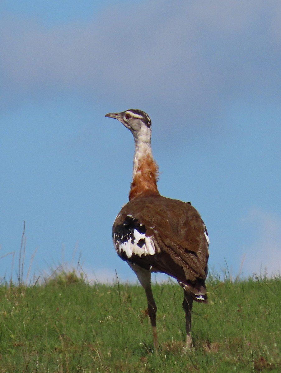 Denham's Bustard - ML618198644