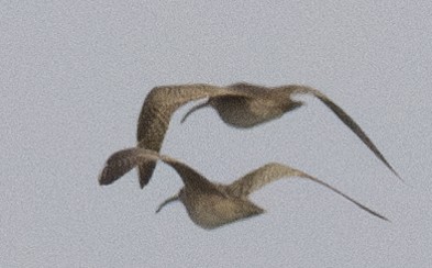 Whimbrel - Lawrence Gladsden