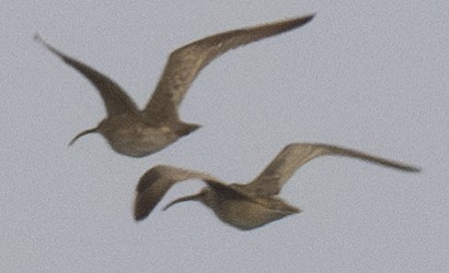 Whimbrel - Lawrence Gladsden