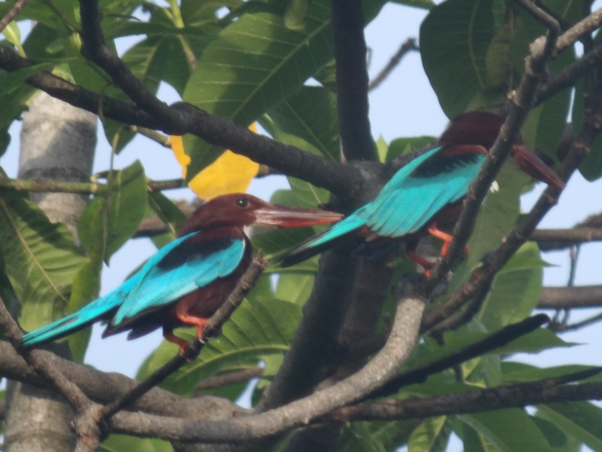 White-throated Kingfisher - Sri Srikumar