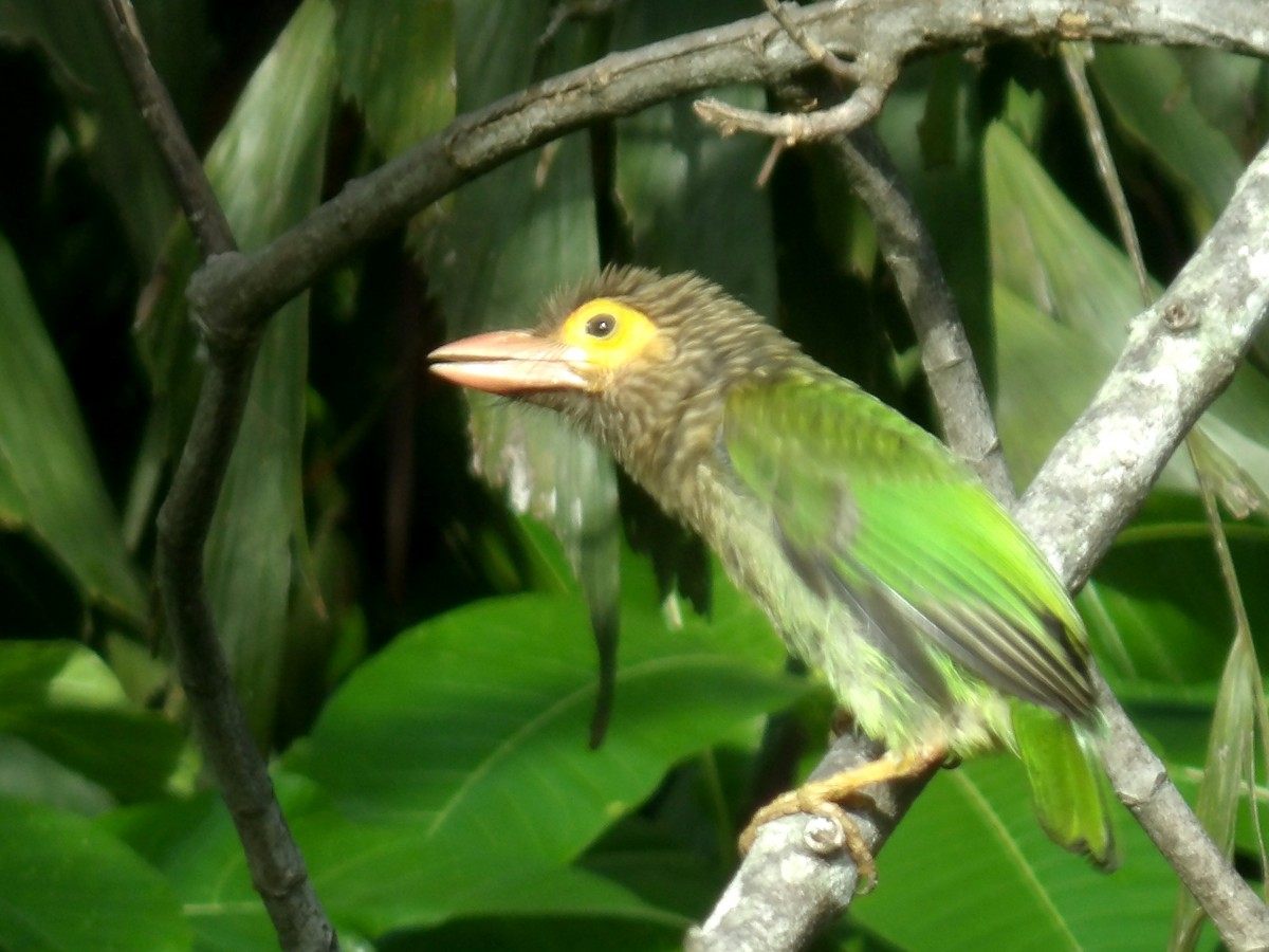 Brown-headed Barbet - Sri Srikumar