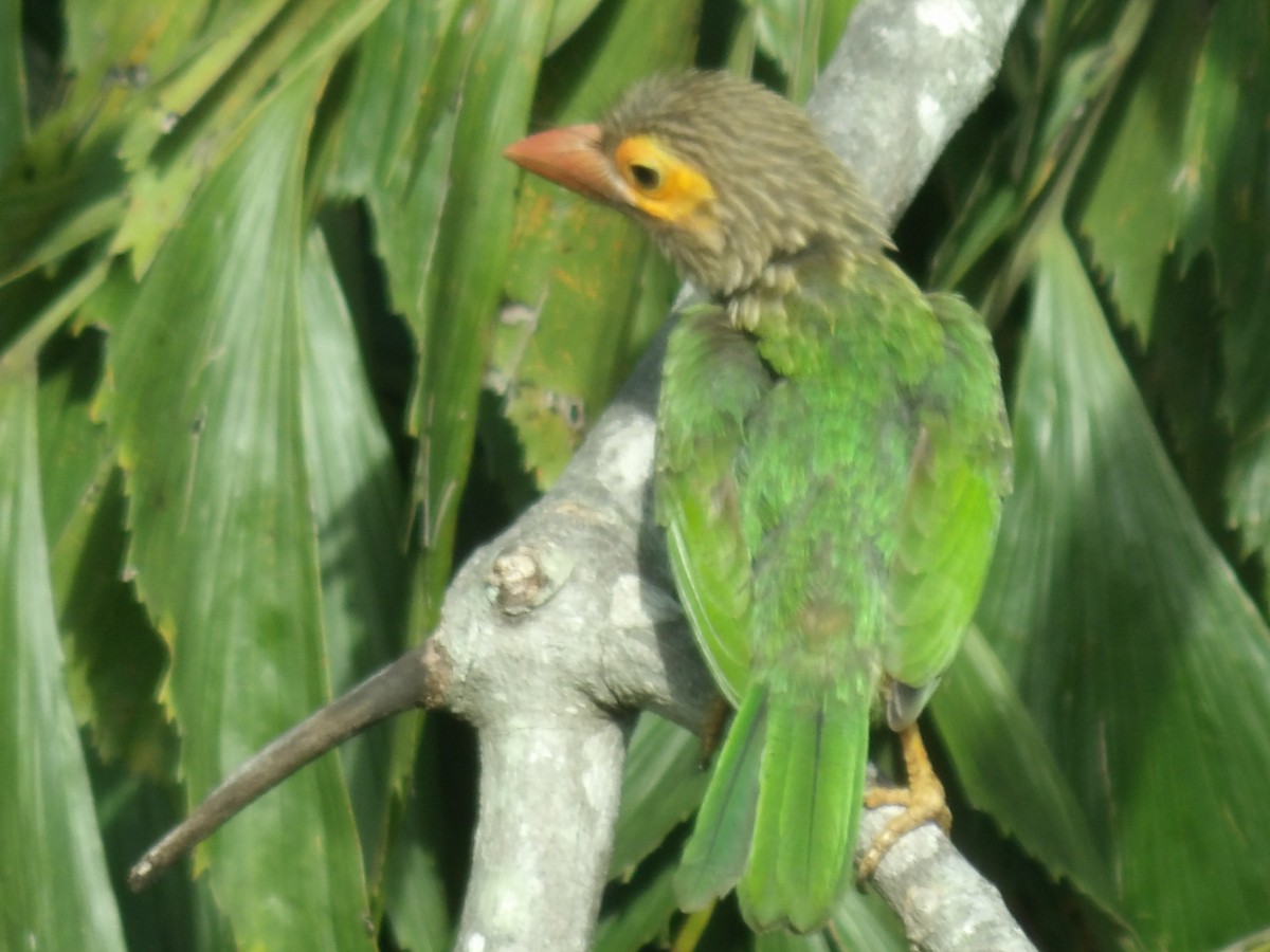 Brown-headed Barbet - Sri Srikumar