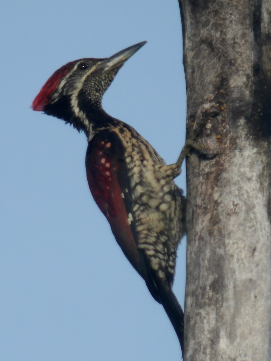 Red-backed Flameback - Sri Srikumar