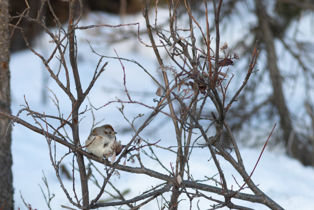 American Tree Sparrow - Justin Saunders