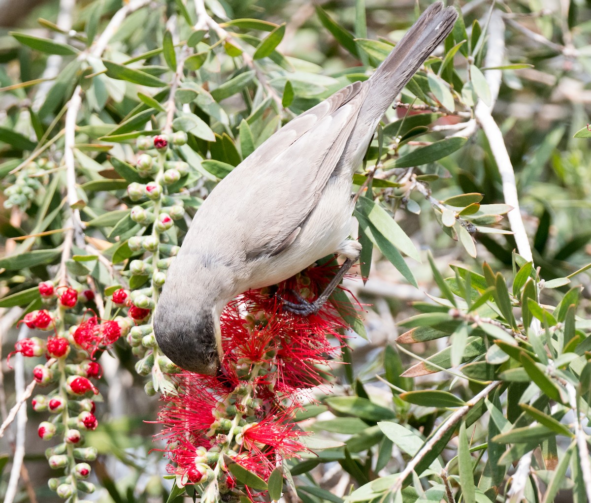 Lesser Whitethroat - chandana roy