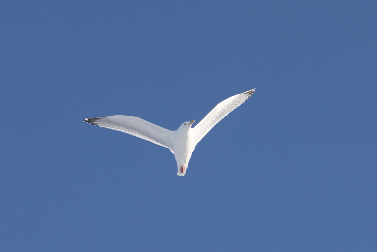 Herring Gull - Justin Saunders