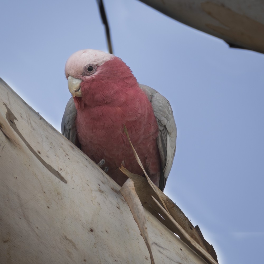 Galah - ML618198801