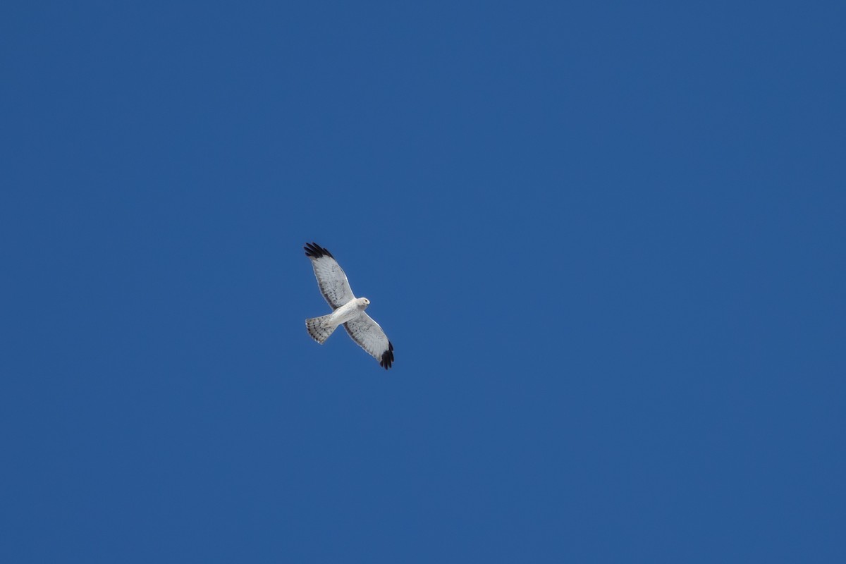 Northern Harrier - ML618198851