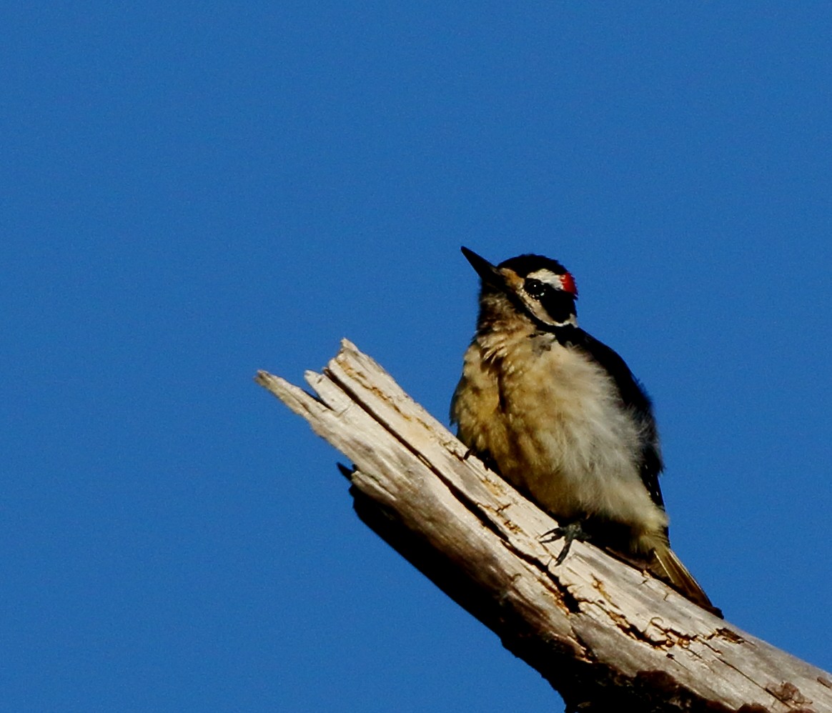 Hairy Woodpecker - Kent Leland