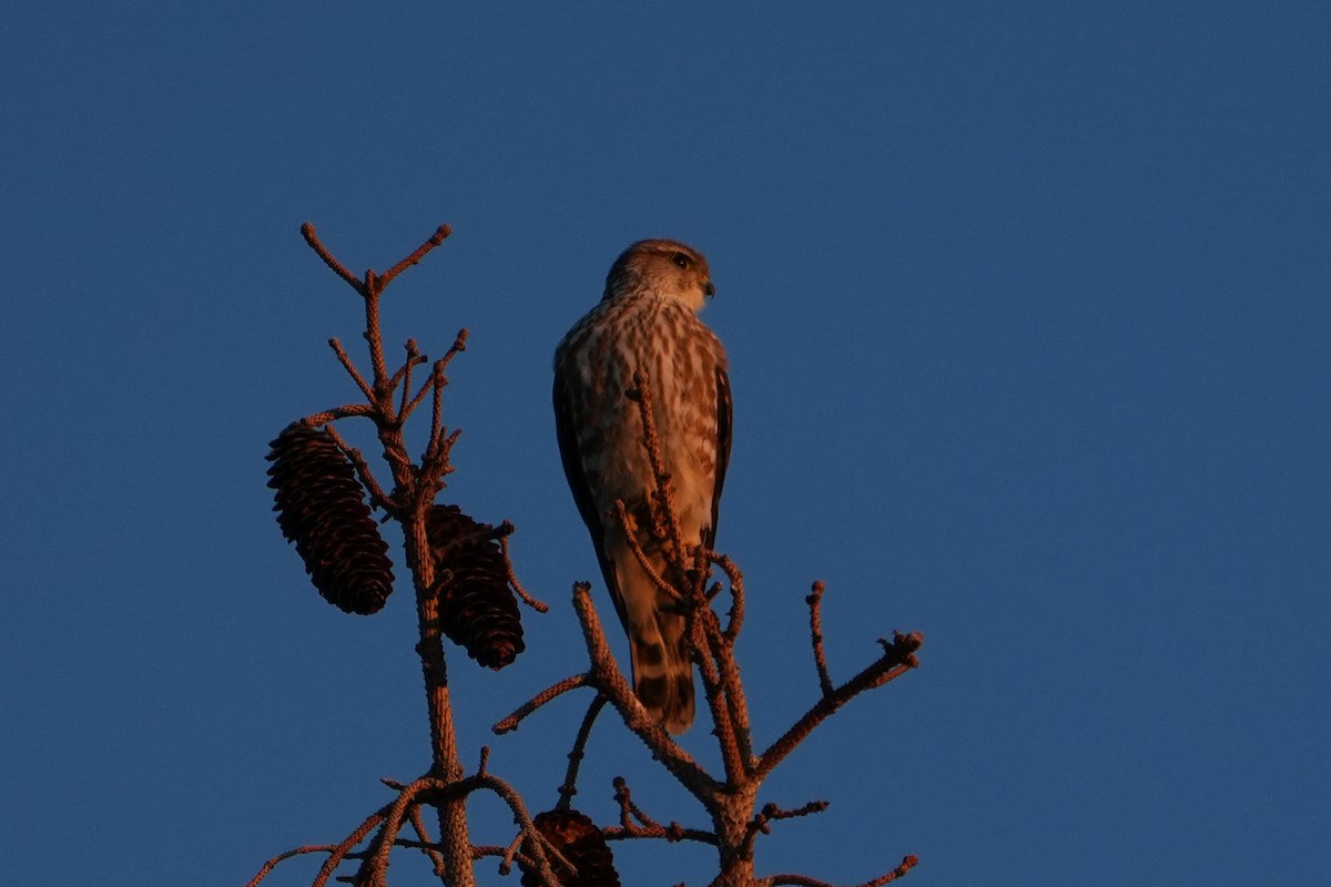 Merlin - ML618198875