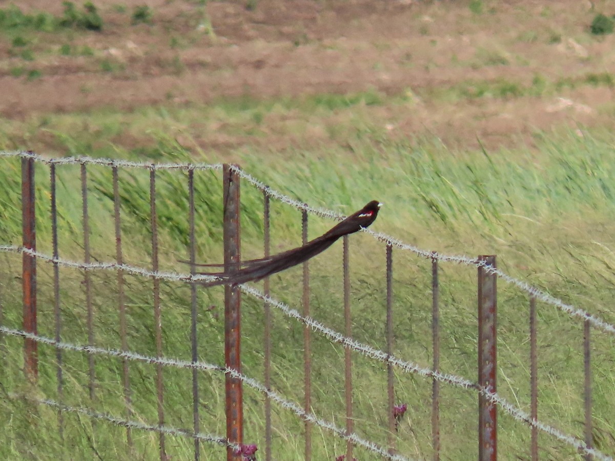 Long-tailed Widowbird - Joyce Brady