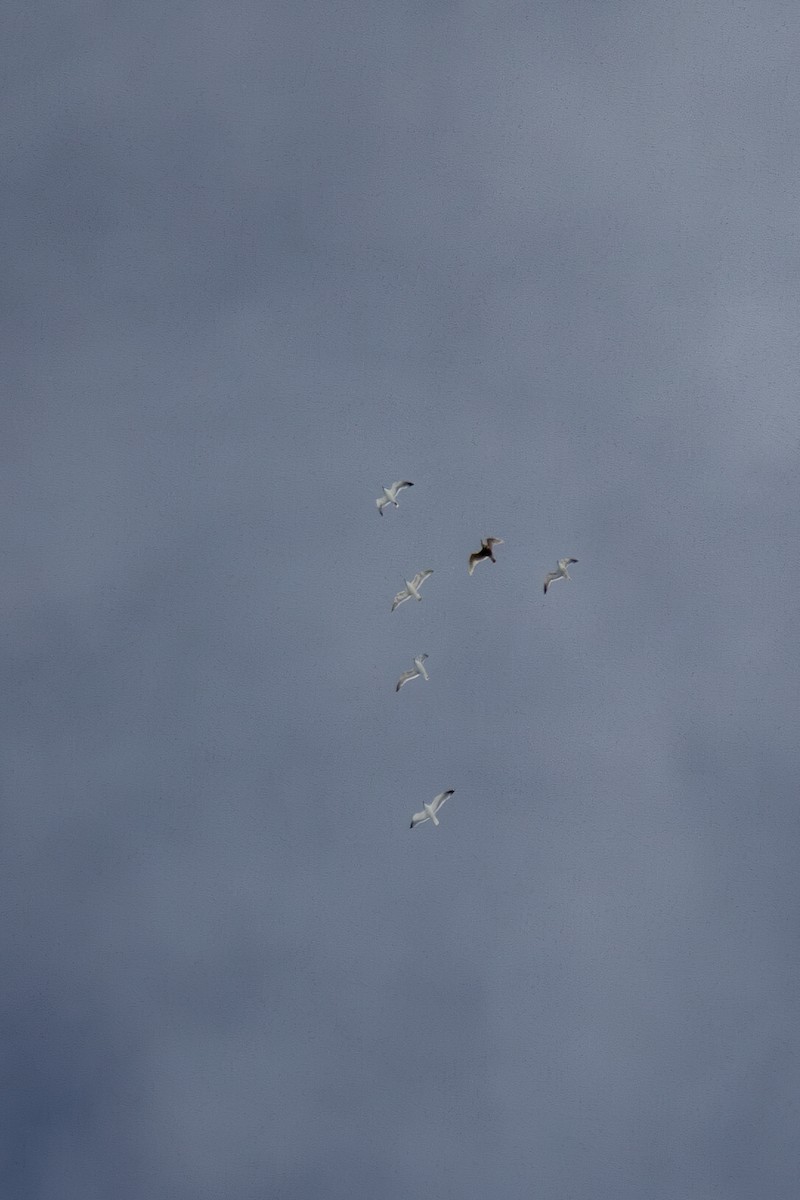 Herring/Glaucous-winged Gull - Justin Saunders