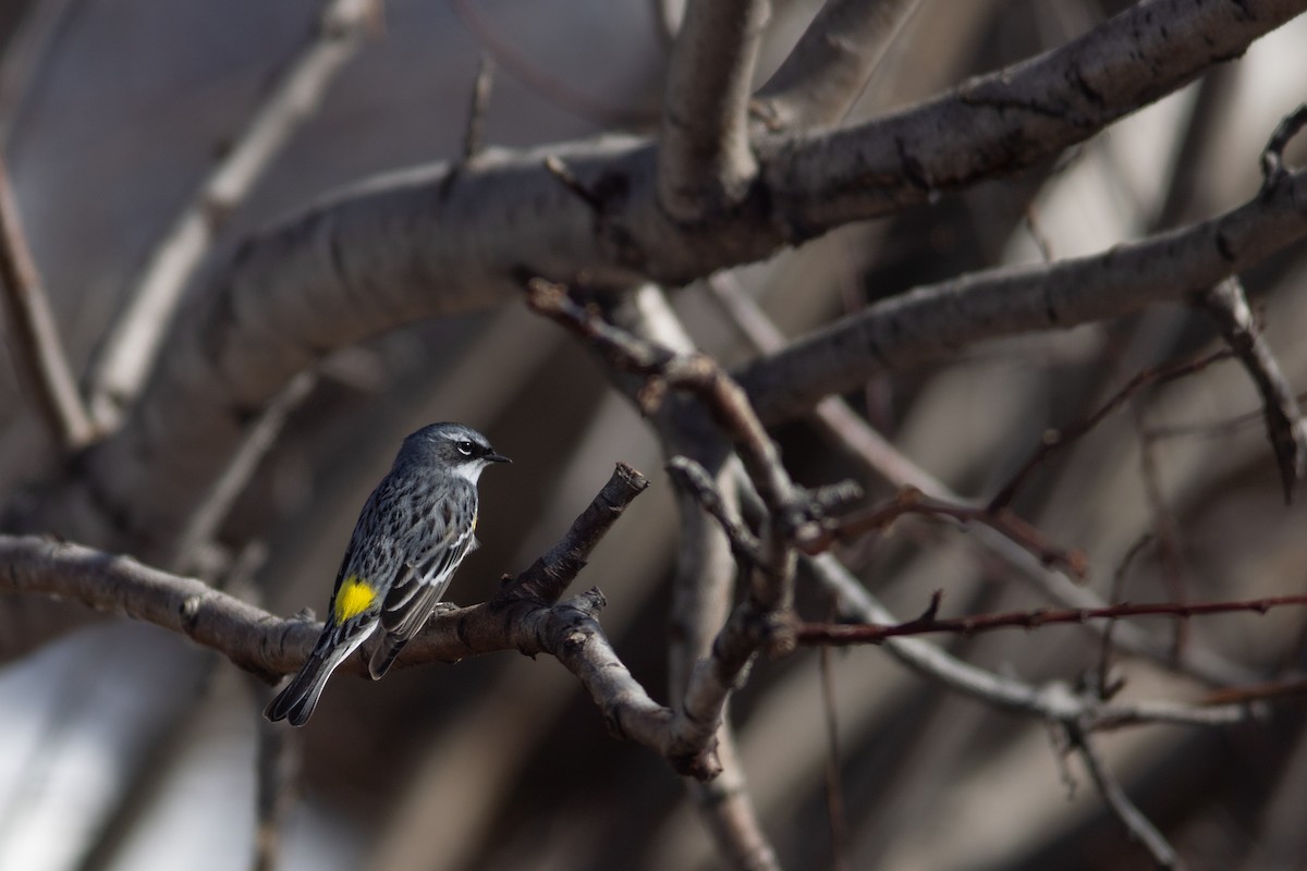 Yellow-rumped Warbler (Myrtle) - Justin Saunders