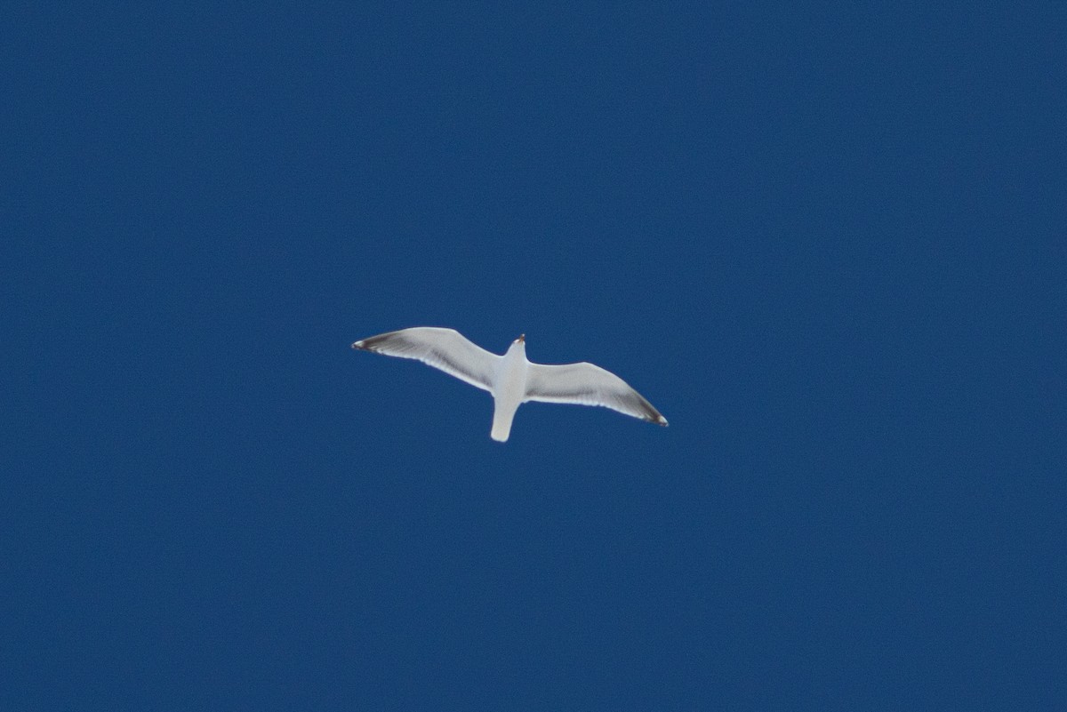 Short-billed Gull - Justin Saunders