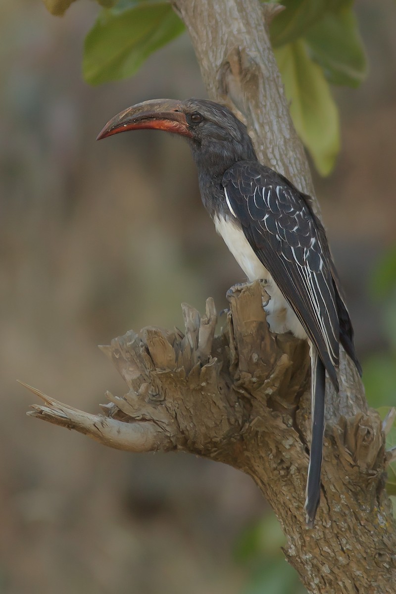 Hemprich's Hornbill - ML618198905