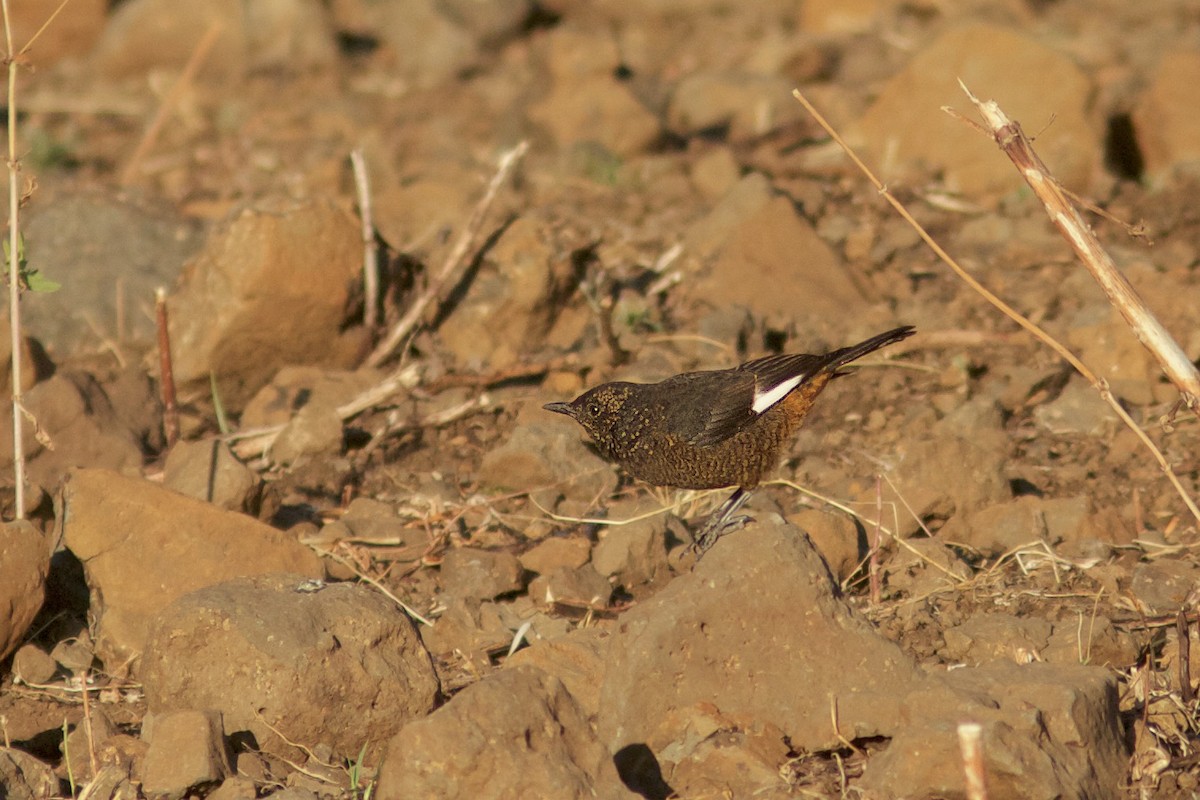 White-winged Cliff-Chat - Morten Lisse