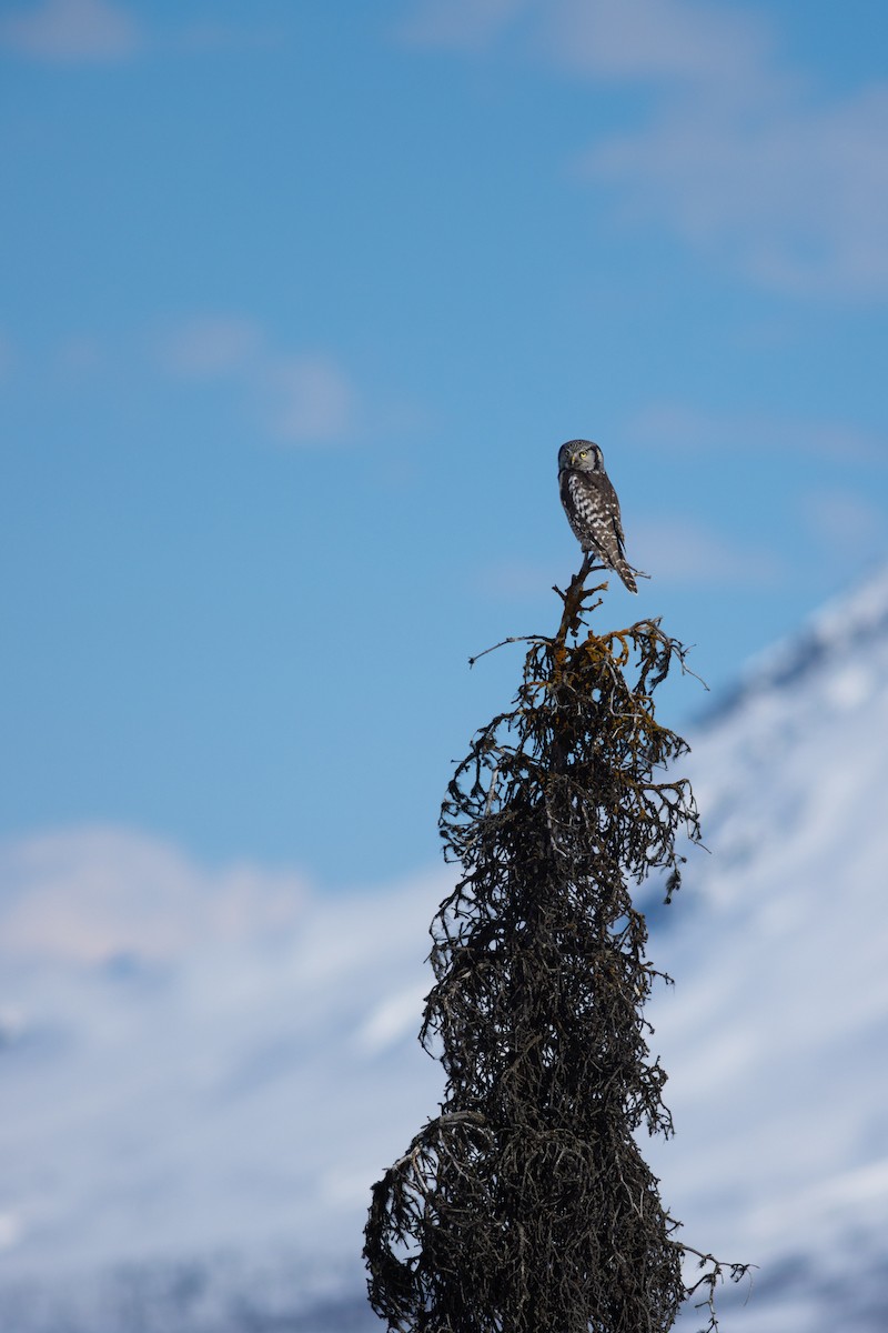 Northern Hawk Owl - Justin Saunders