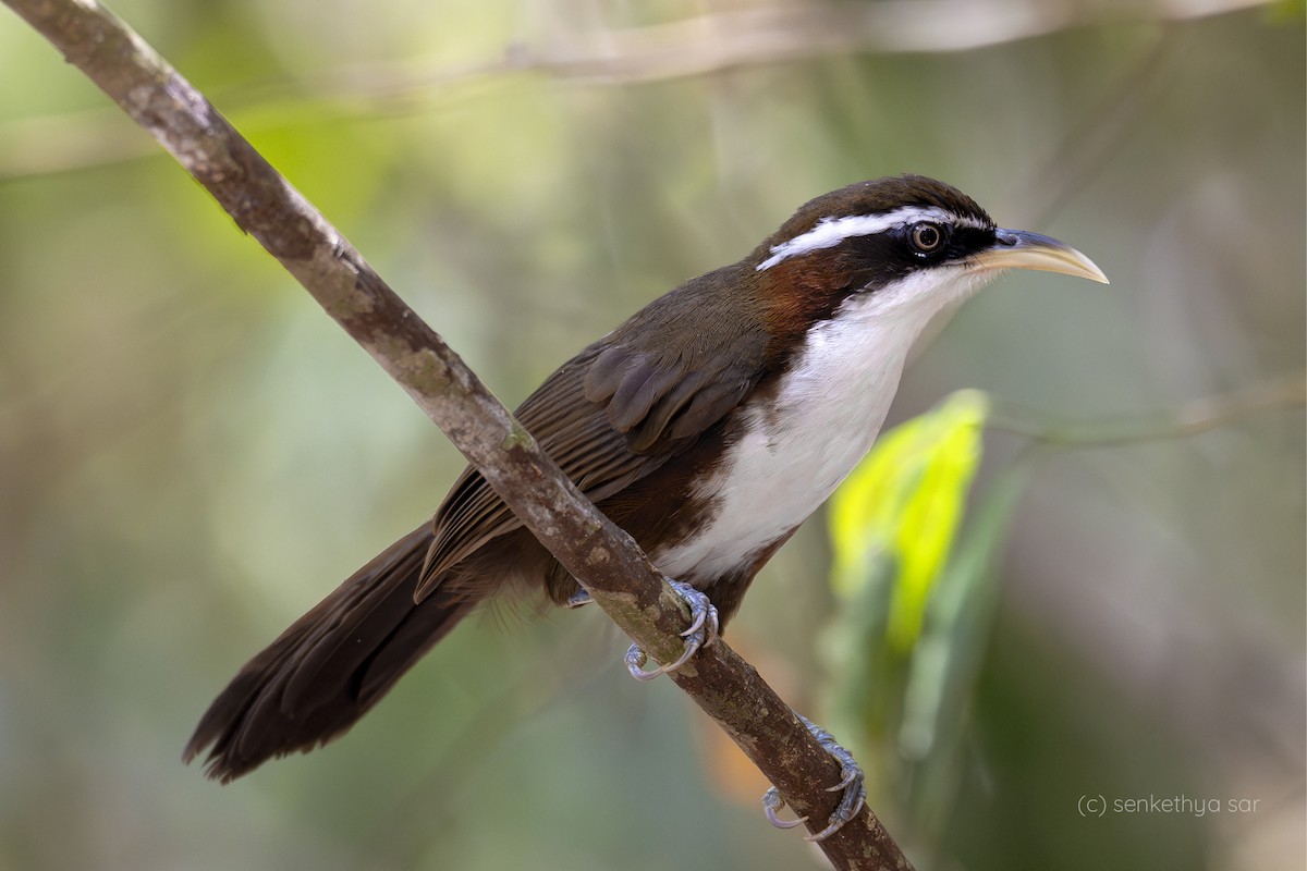 White-browed Scimitar-Babbler - ML618198946