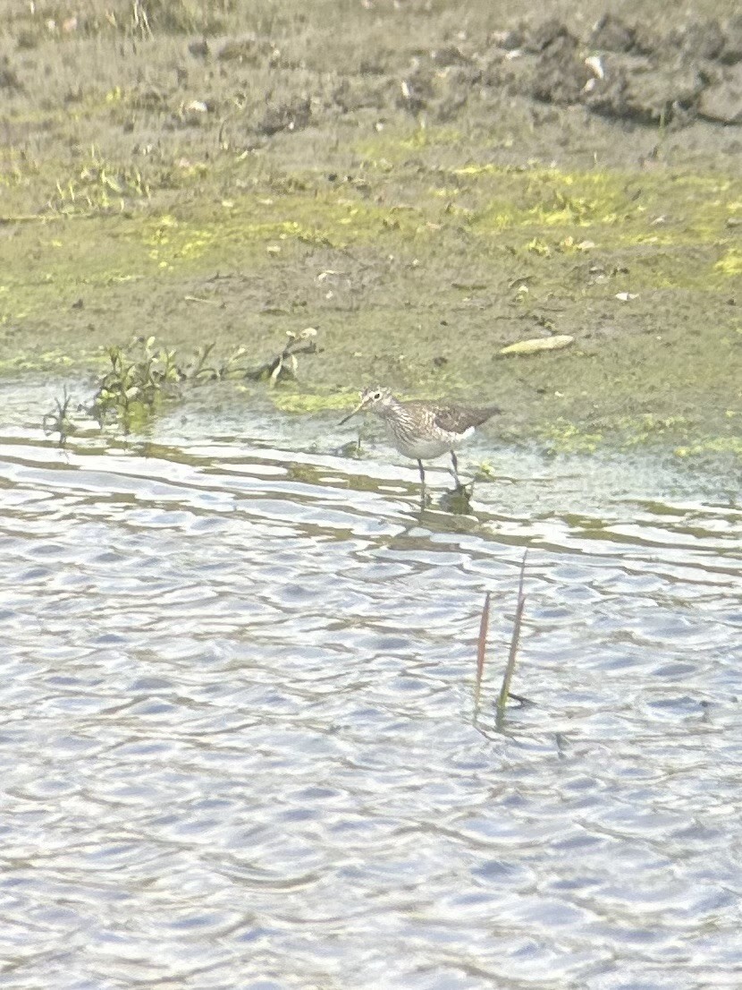 Solitary Sandpiper - Owen Sinkus