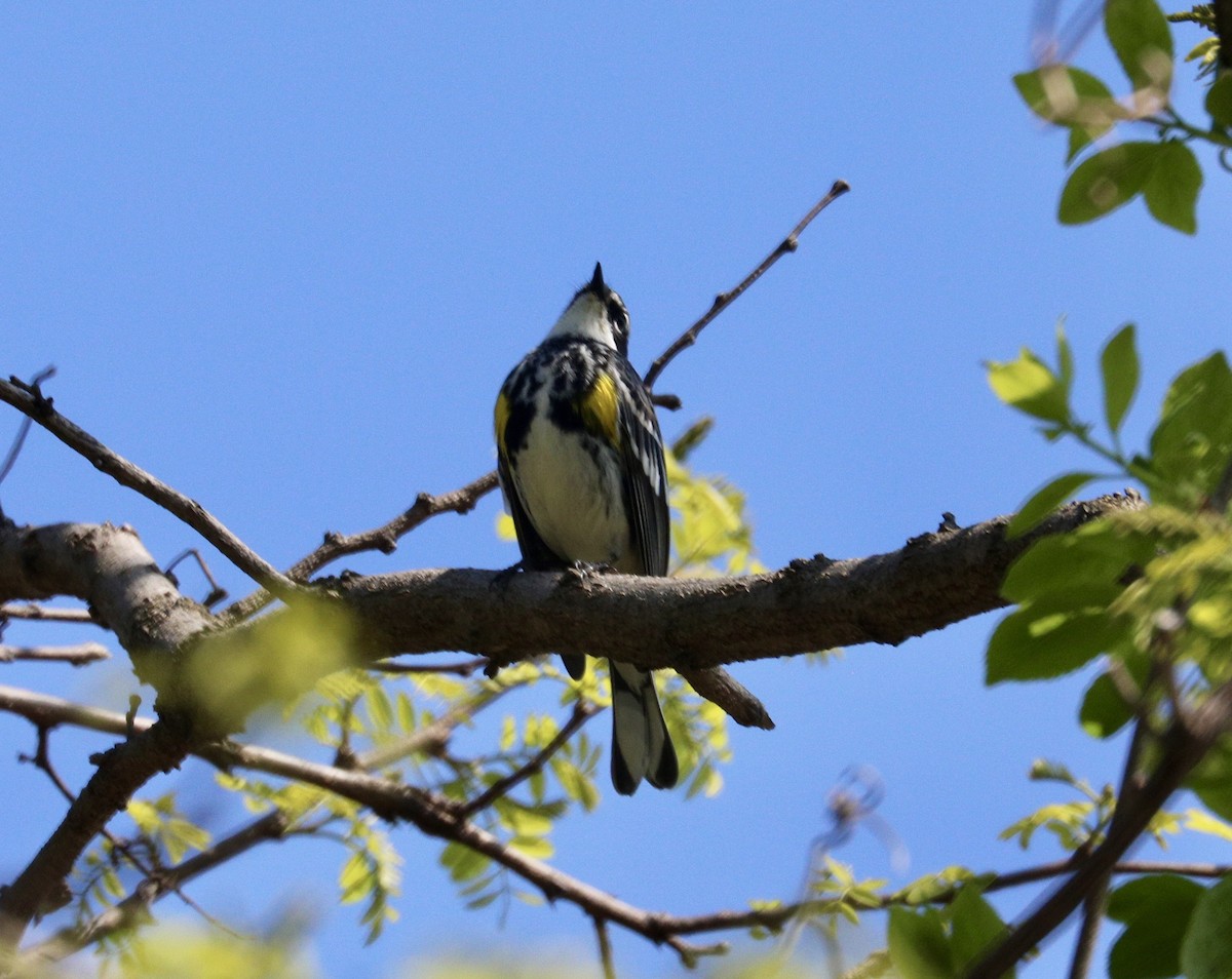 Yellow-rumped Warbler - Randy Bumbury