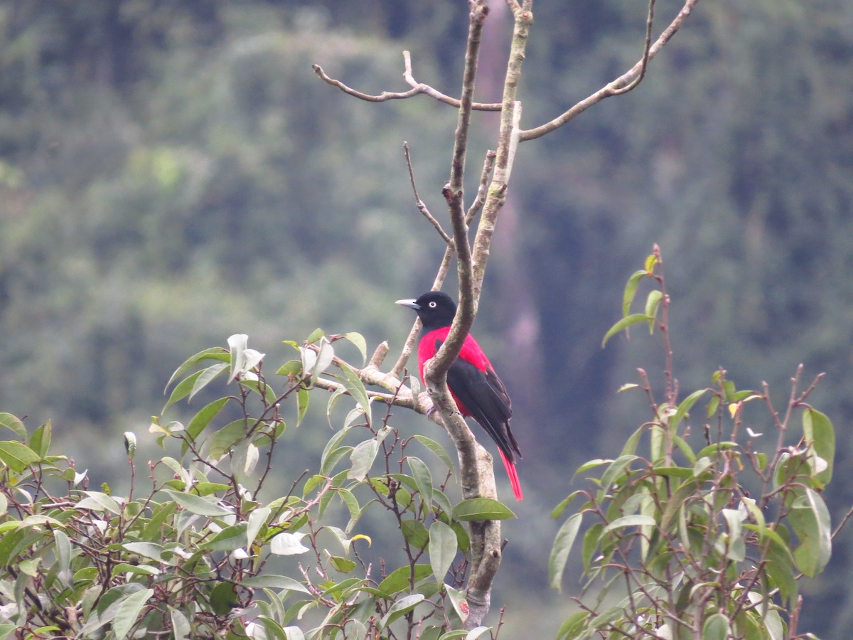 Maroon Oriole - ML618198991