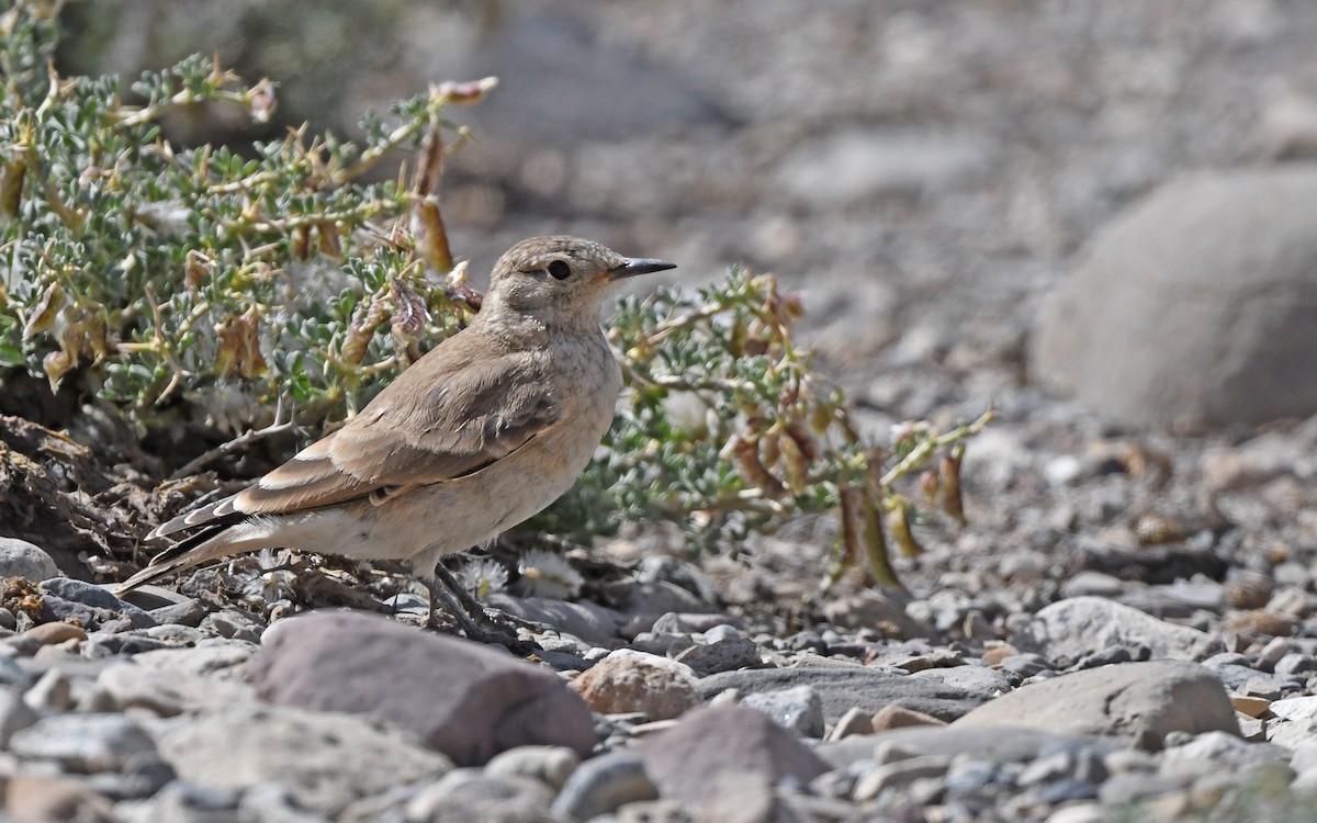 Creamy-rumped Miner - Christoph Moning