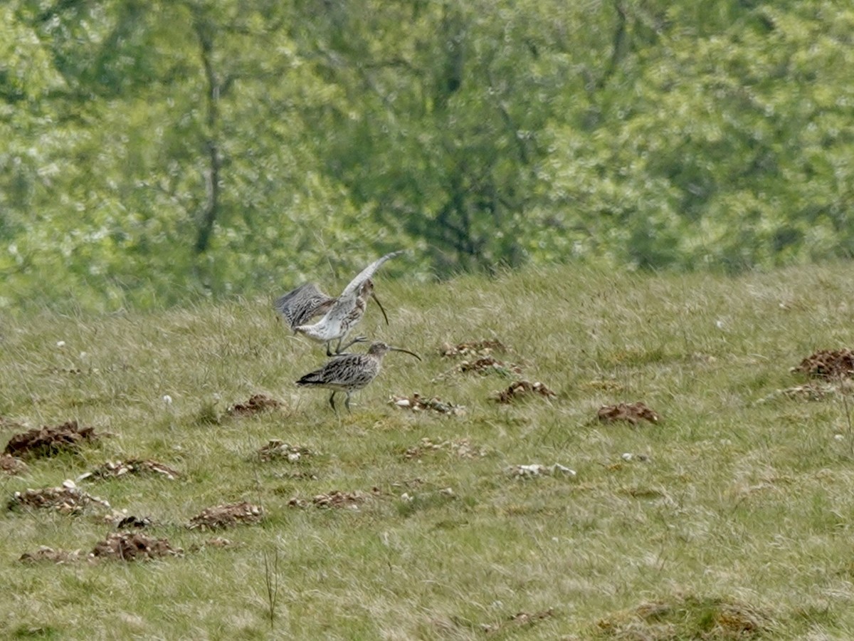 Eurasian Curlew - ML618199019