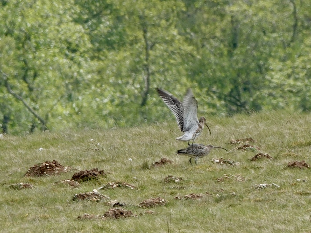 Eurasian Curlew - ML618199020