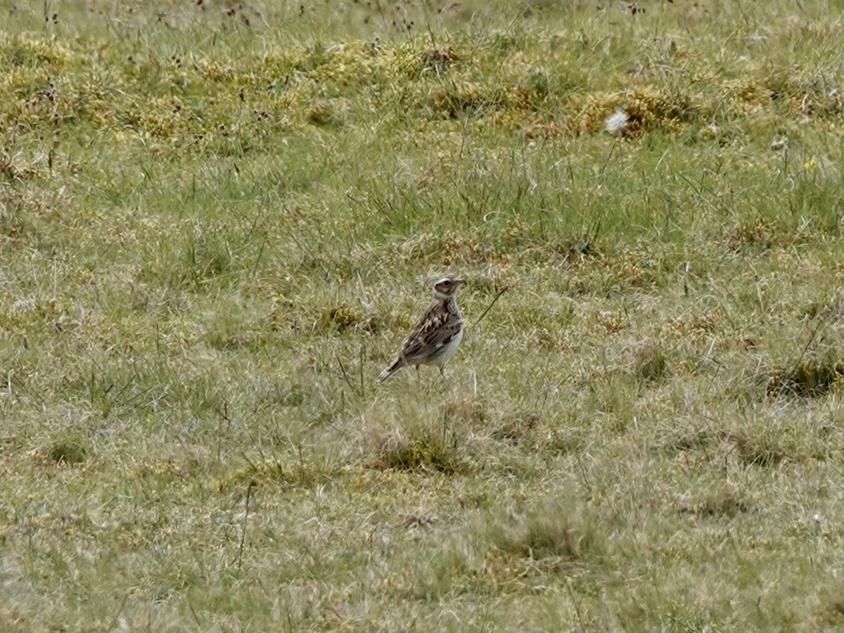 Wood Lark - Andy Ryde