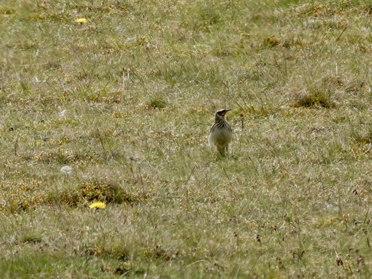 Wood Lark - Andy Ryde