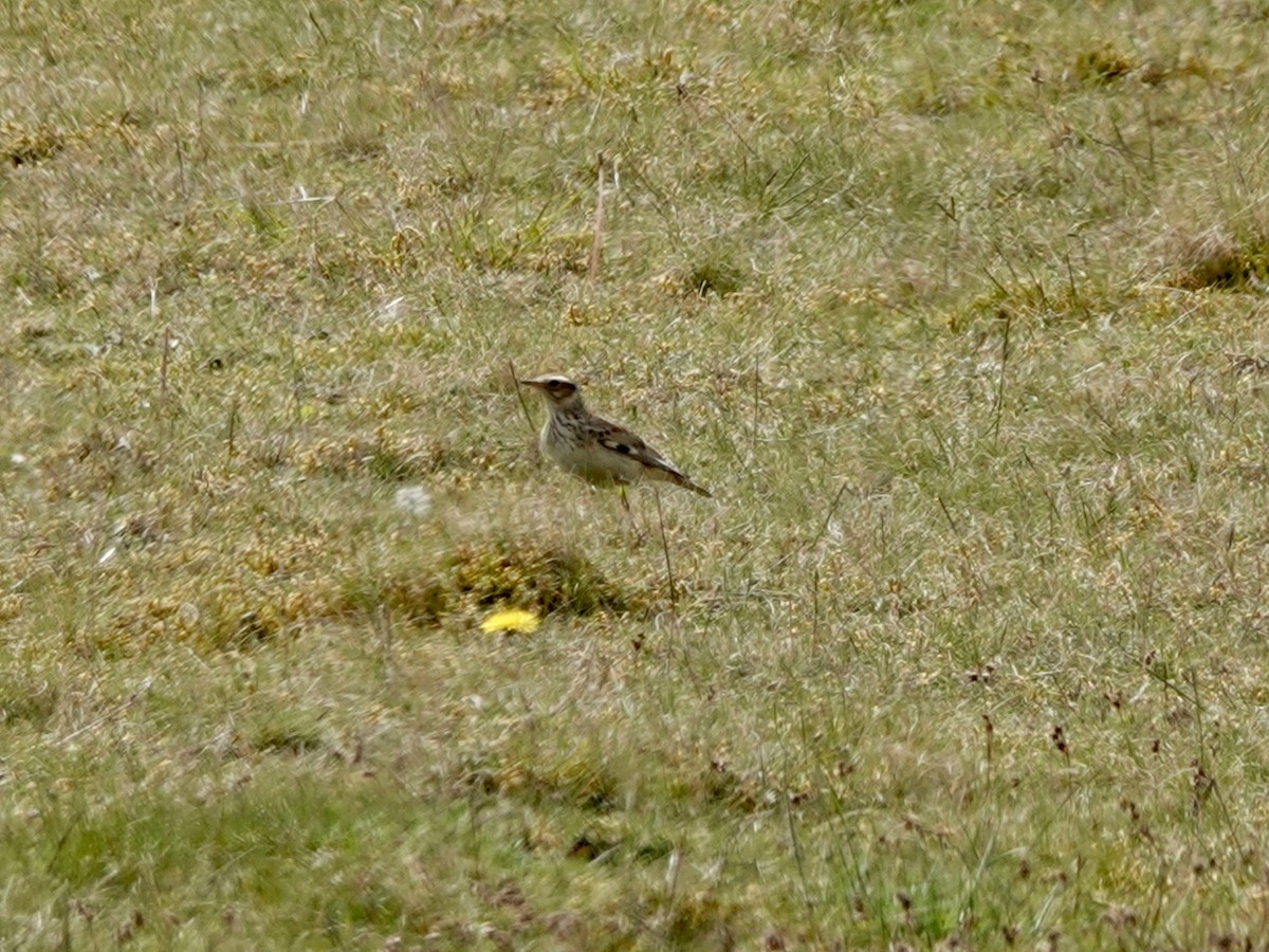 Wood Lark - ML618199054