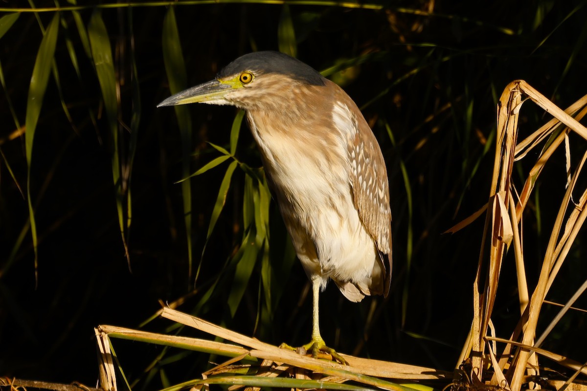 Nankeen Night Heron - John Mills