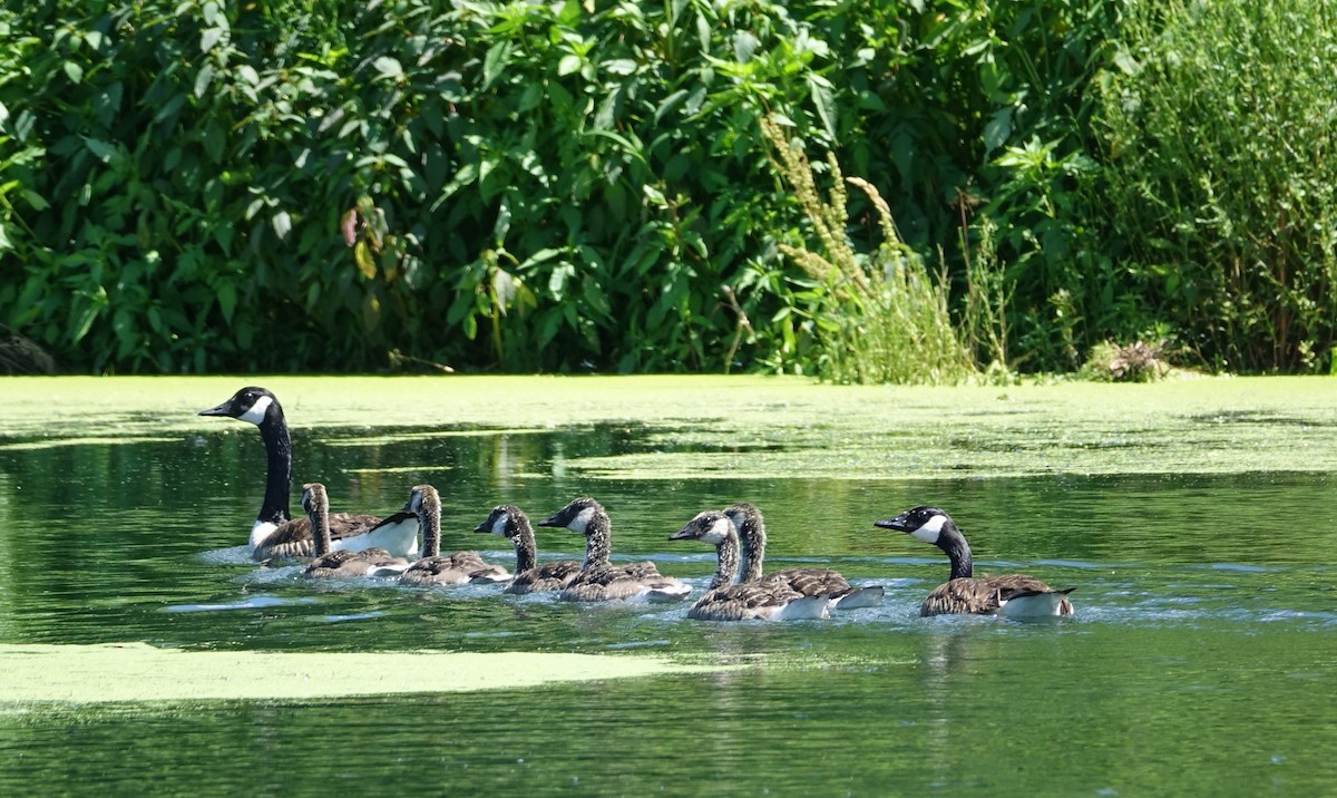 Canada Goose - ML61819911