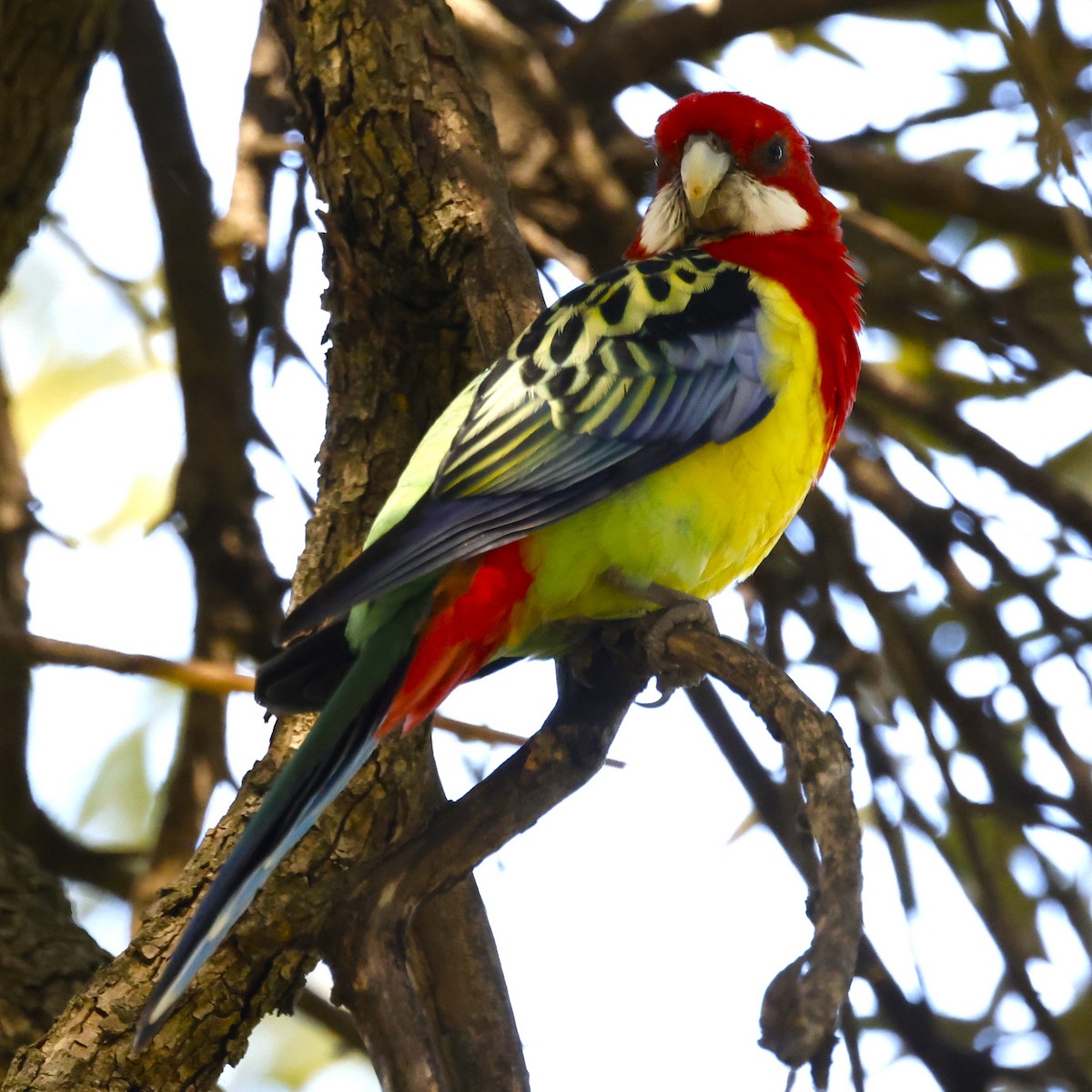 Eastern Rosella - John Mills