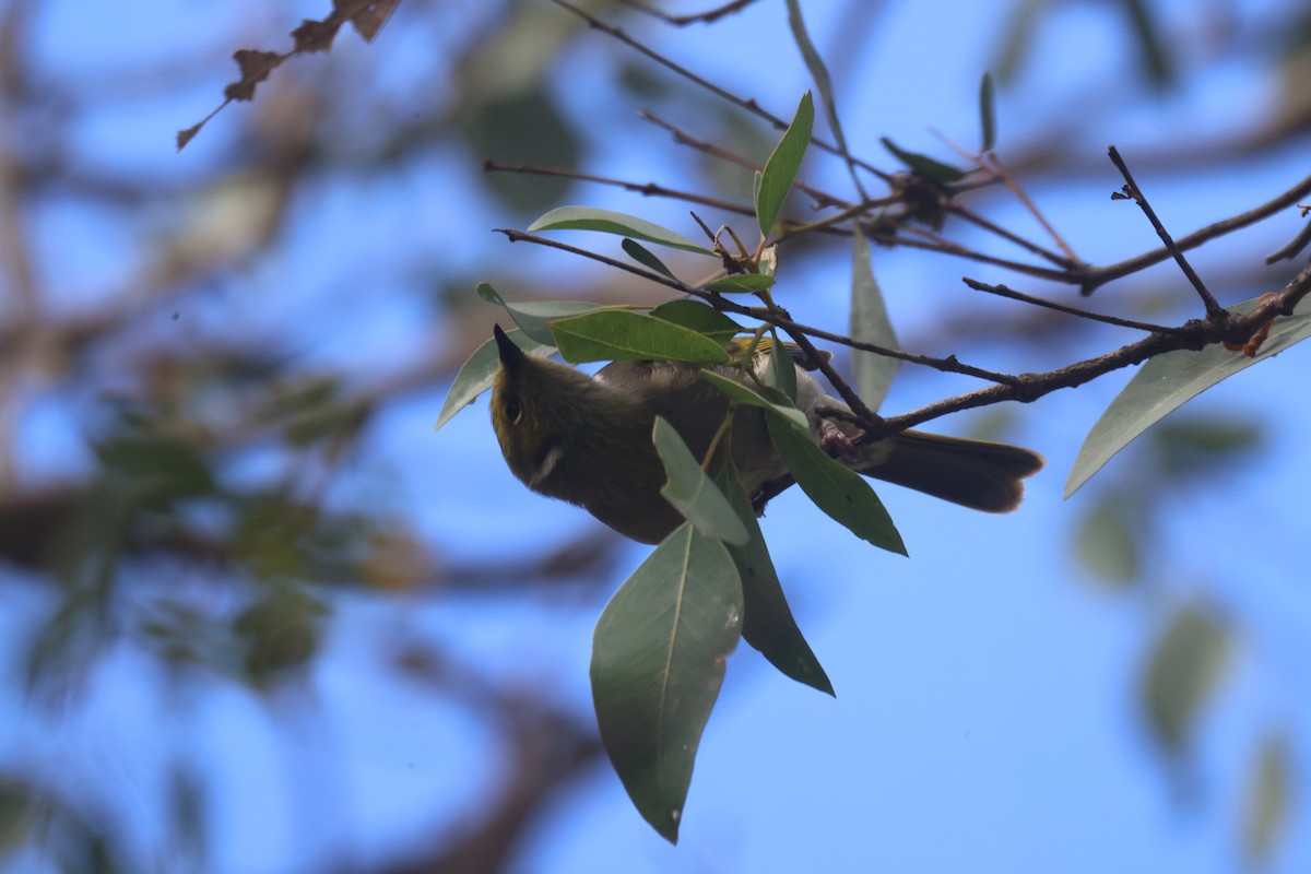 White-plumed Honeyeater - GEOFFREY SHINKFIELD